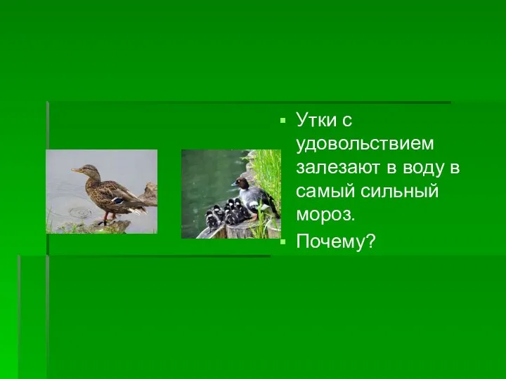 Утки с удовольствием залезают в воду в самый сильный мороз. Почему?