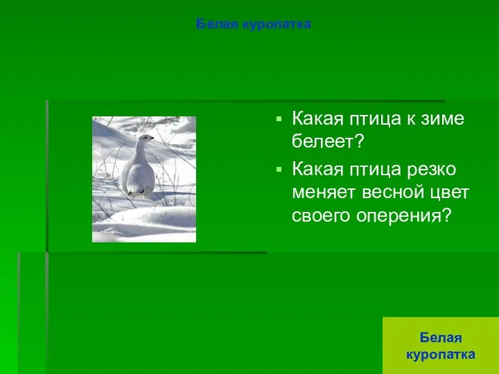 Белая куропатка Какая птица к зиме белеет? Какая птица резко меняет