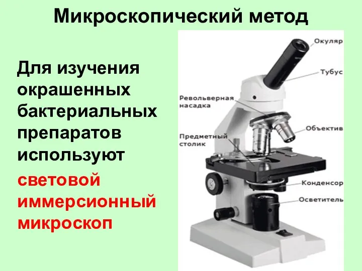 Микроскопический метод Для изучения окрашенных бактериальных препаратов используют световой иммерсионный микроскоп