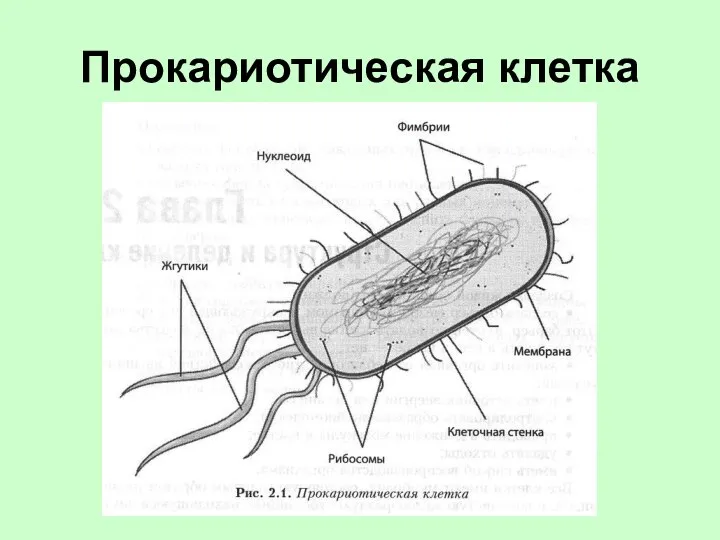 Прокариотическая клетка