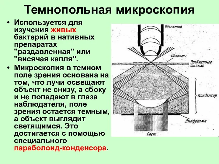 Темнопольная микроскопия Используется для изучения живых бактерий в нативных препаратах "раздавленная"