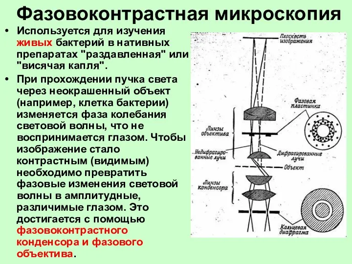 Фазовоконтрастная микроскопия Используется для изучения живых бактерий в нативных препаратах "раздавленная"