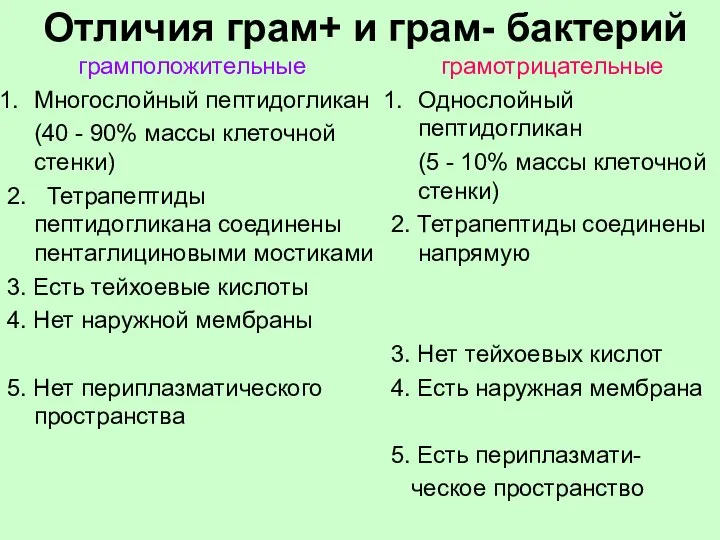 Отличия грам+ и грам- бактерий грамположительные Многослойный пептидогликан (40 - 90%