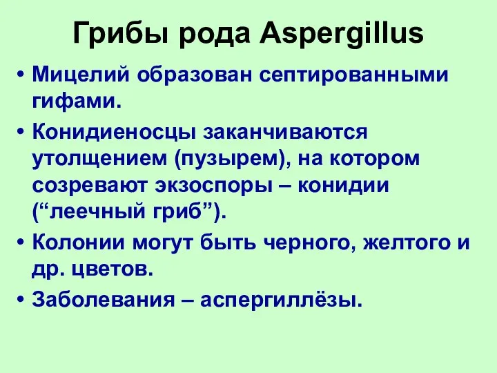 Грибы рода Aspergillus Мицелий образован септированными гифами. Конидиеносцы заканчиваются утолщением (пузырем),