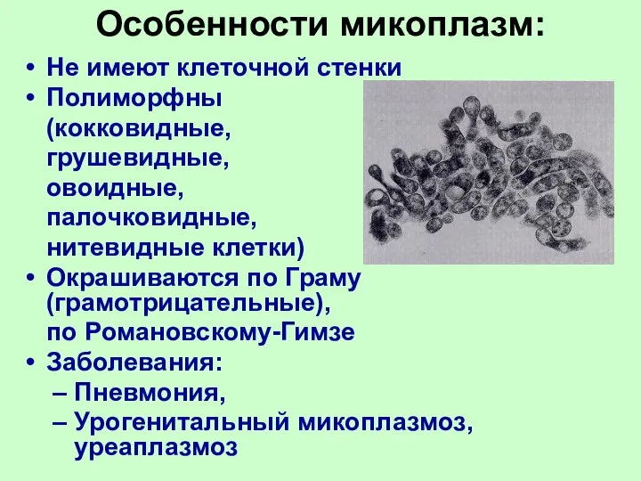 Особенности микоплазм: Не имеют клеточной стенки Полиморфны (кокковидные, грушевидные, овоидные, палочковидные,