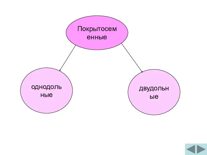 Покрытосеменные однодольные двудольные