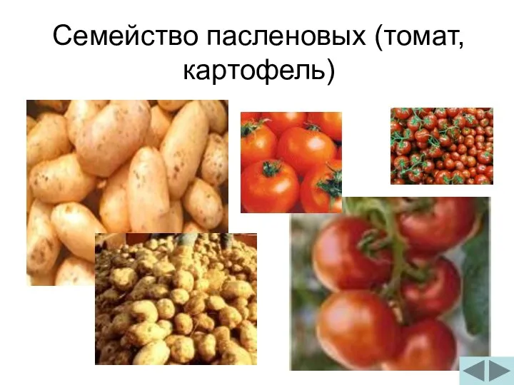 Семейство пасленовых (томат, картофель)