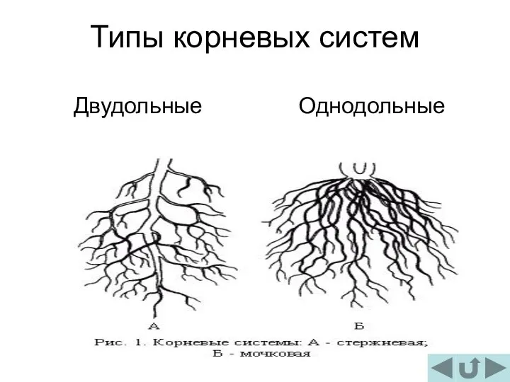 Типы корневых систем Двудольные Однодольные