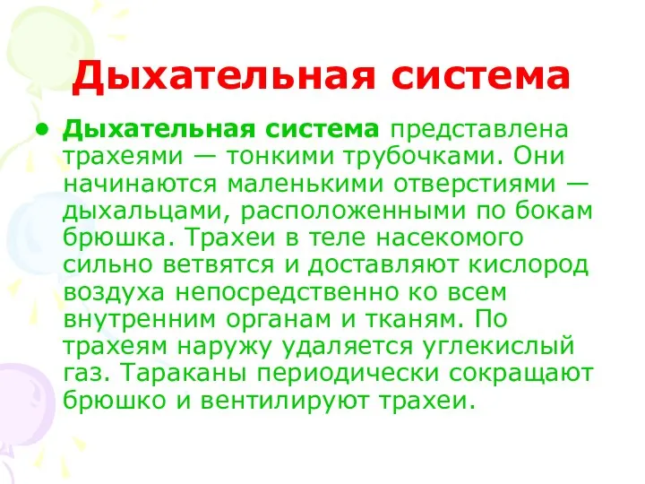 Дыхательная система Дыхательная система представлена трахеями — тонкими трубочками. Они начинаются