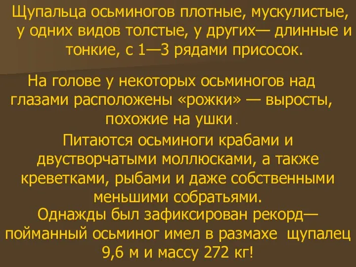 Щупальца осьминогов плотные, мускулистые, у одних видов толстые, у других— длинные