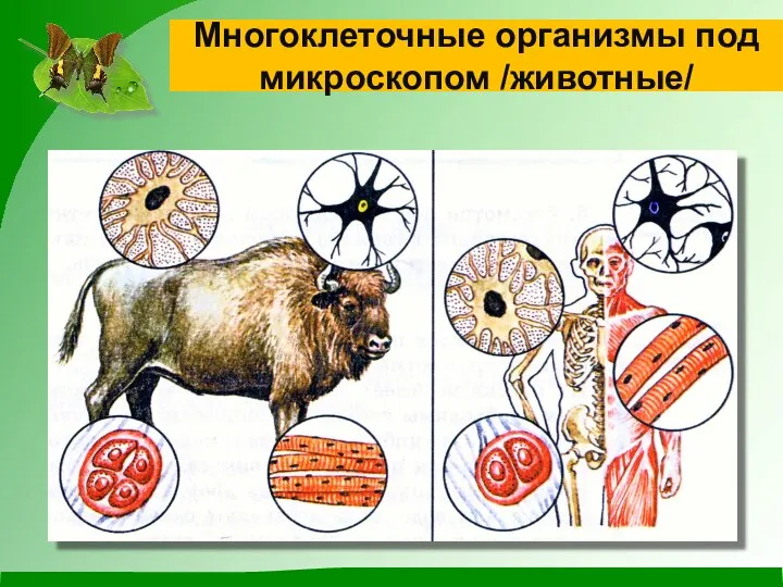 Многоклеточные организмы под микроскопом /животные/