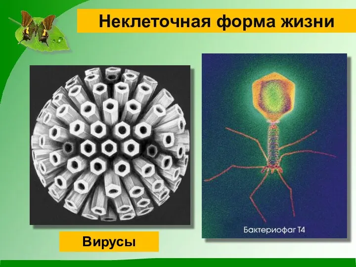 Неклеточная форма жизни Вирусы