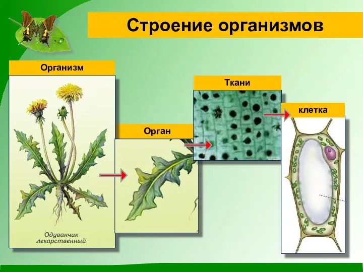 Орган Строение организмов Организм Ткани клетка