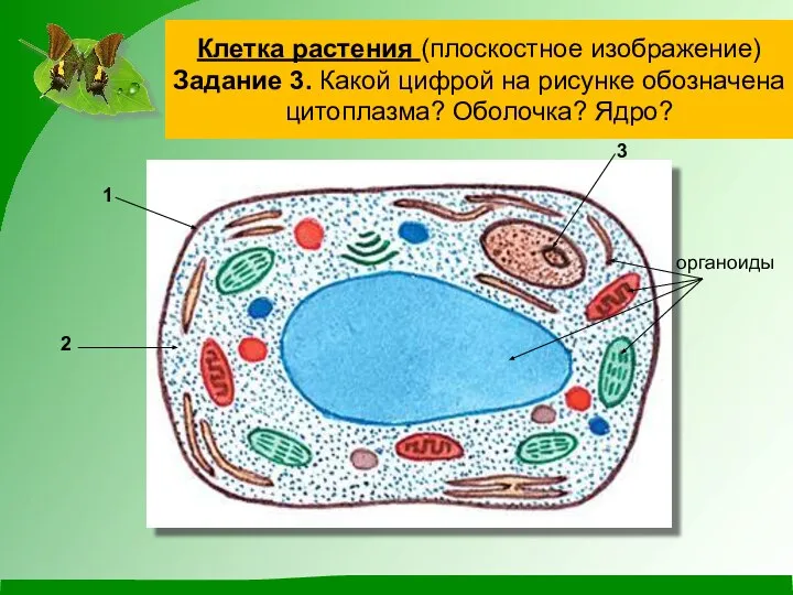 Клетка растения (плоскостное изображение) Задание 3. Какой цифрой на рисунке обозначена