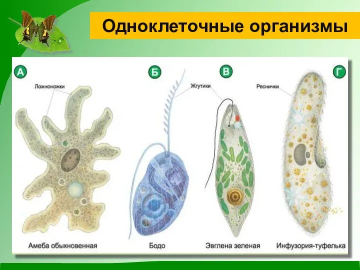 Одноклеточные организмы