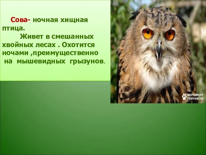 Сова- ночная хищная птица. Живет в смешанных хвойных лесах . Охотится ночами ,преимущественно на мышевидных грызунов.