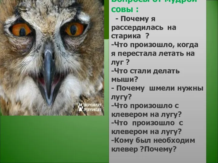 Вопросы от мудрой совы : - Почему я рассердилась на старика