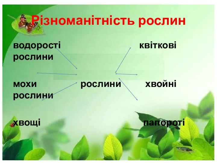 Різноманітність рослин водорості квіткові рослини мохи рослини хвойні рослини хвощі папороті