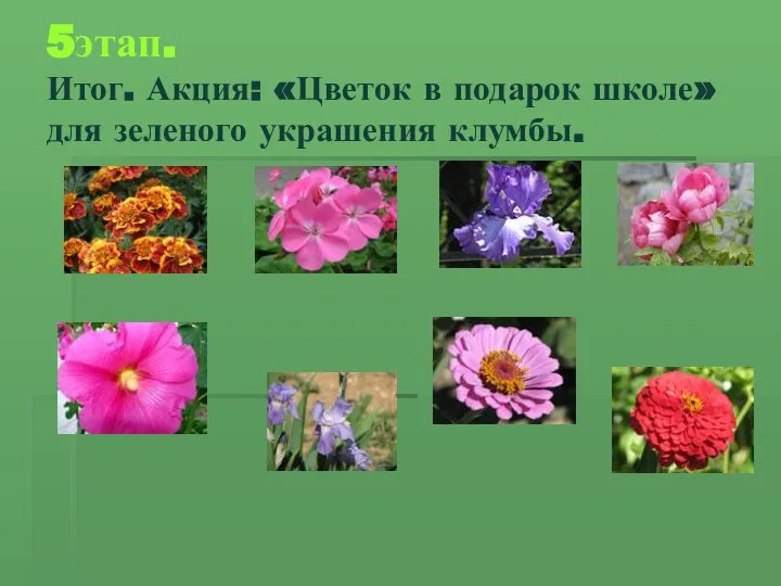 5этап. Итог. Акция: «Цветок в подарок школе» для зеленого украшения клумбы.