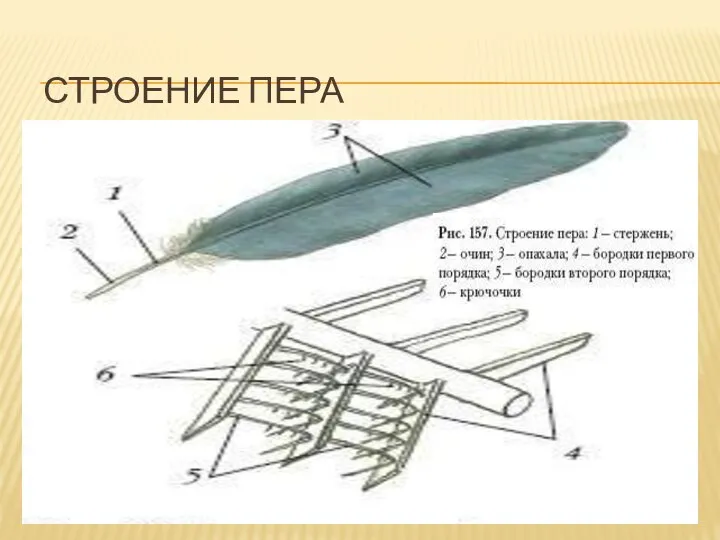 Строение пера