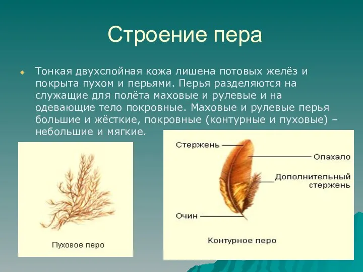 Строение пера Тонкая двухслойная кожа лишена потовых желёз и покрыта пухом