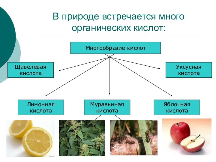 08/26/2023 В природе встречается много органических кислот: Многообразие кислот Лимонная кислота