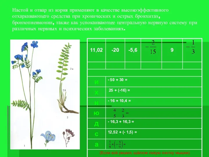 Настой и отвар из корня применяют в качестве высокоэффективного отхаркивающего средства