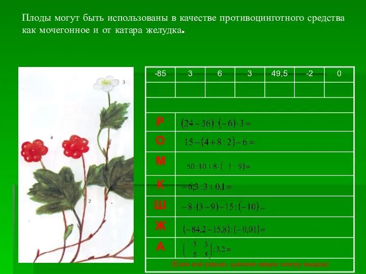 Плоды могут быть использованы в качестве противоцинготного средства как мочегонное и от катара желудка.