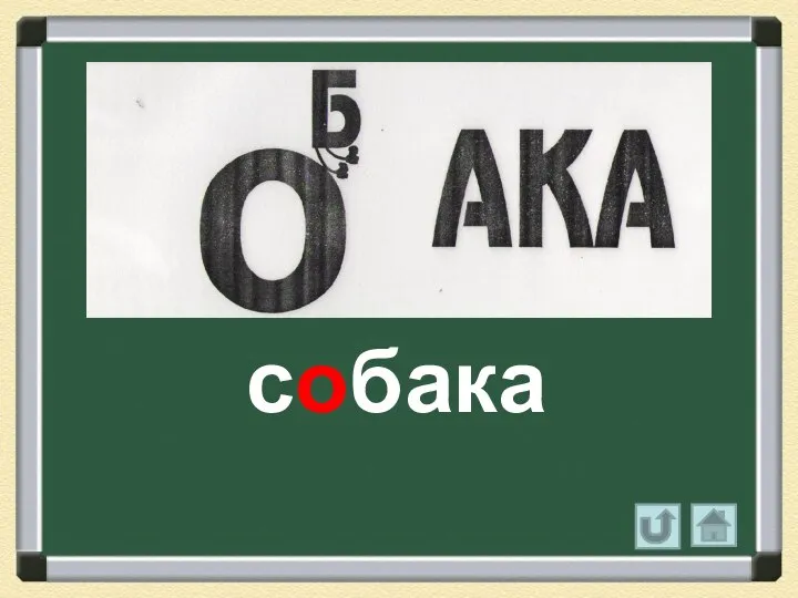 собака