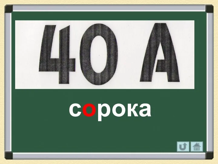 сорока