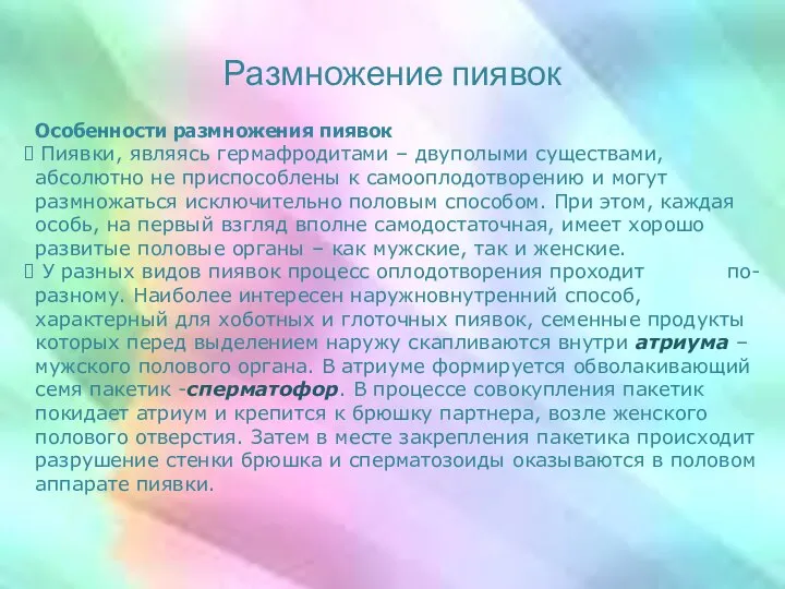 Размножение пиявок Особенности размножения пиявок Пиявки, являясь гермафродитами – двуполыми существами,