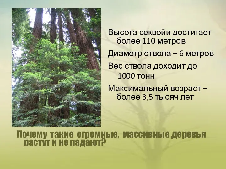 Почему такие огромные, массивные деревья растут и не падают? Высота секвойи