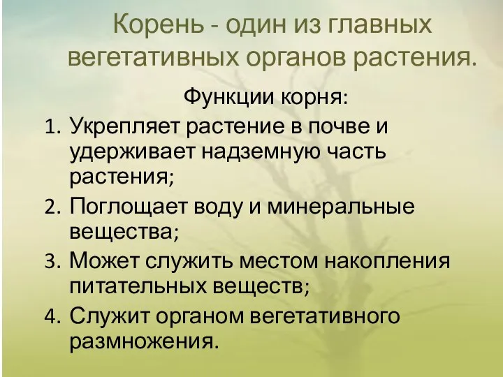 Корень - один из главных вегетативных органов растения. Функции корня: Укрепляет