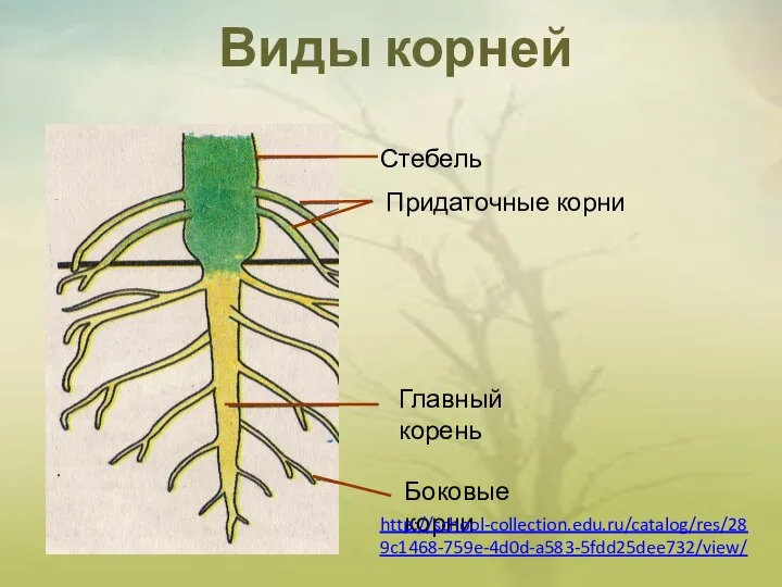 Виды корней Стебель Придаточные корни Главный корень Боковые корни http://school-collection.edu.ru/catalog/res/289c1468-759e-4d0d-a583-5fdd25dee732/view/