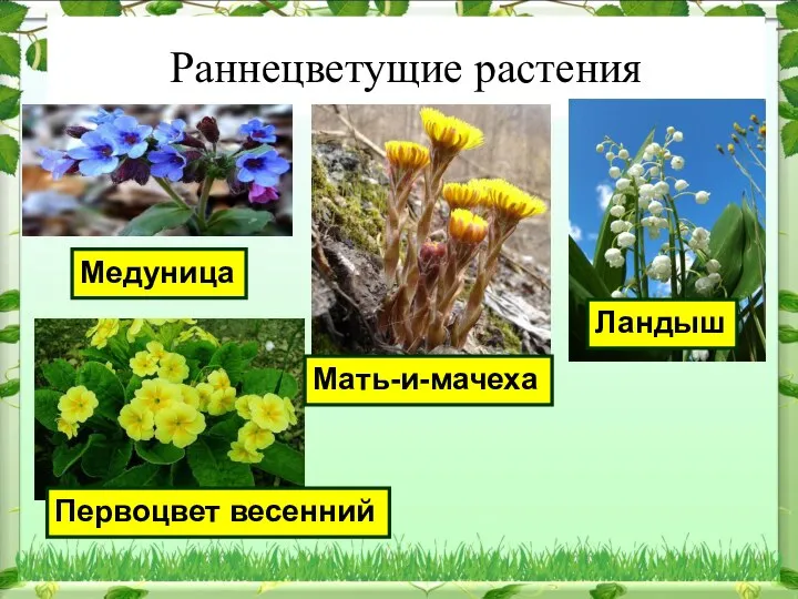 Раннецветущие растения Медуница Мать-и-мачеха Ландыш Первоцвет весенний