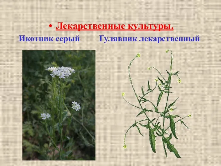 Лекарственные культуры. Икотник серый Гулявник лекарственный