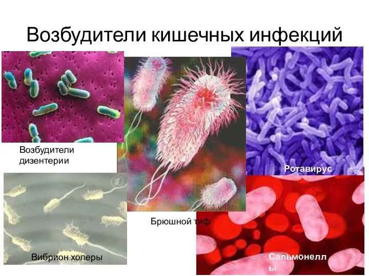 Возбудители кишечных инфекций Возбудители дизентерии Сальмонеллы Брюшной тиф Вибрион холеры Ротавирус