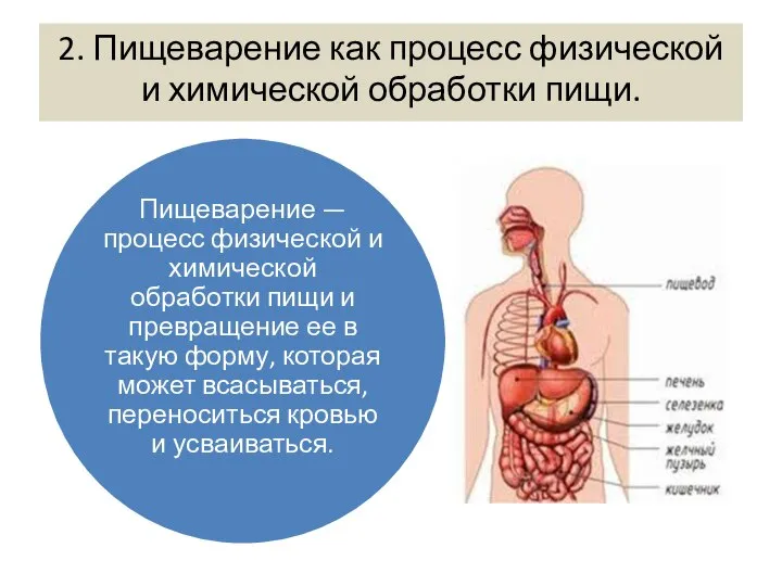 2. Пищеварение как процесс физической и химической обработки пищи.