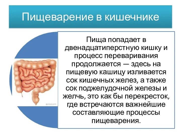 Пищеварение в кишечнике