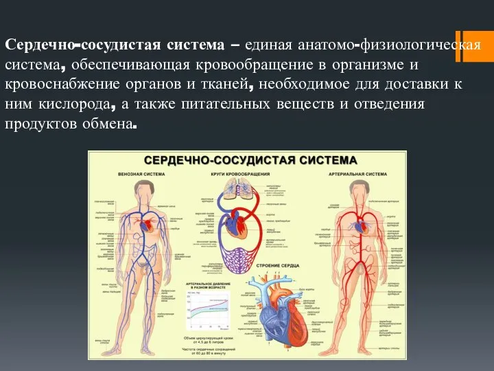 Сердечно-сосудистая система – единая анатомо-физиологическая система, обеспечивающая кровообращение в организме и