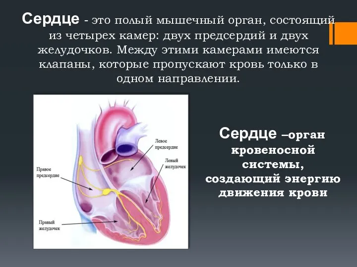 Сердце - это полый мышечный орган, состоящий из четырех камер: двух