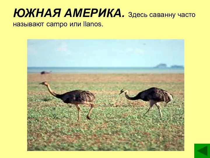 ЮЖНАЯ АМЕРИКА. Здесь саванну часто называют campo или llanos.