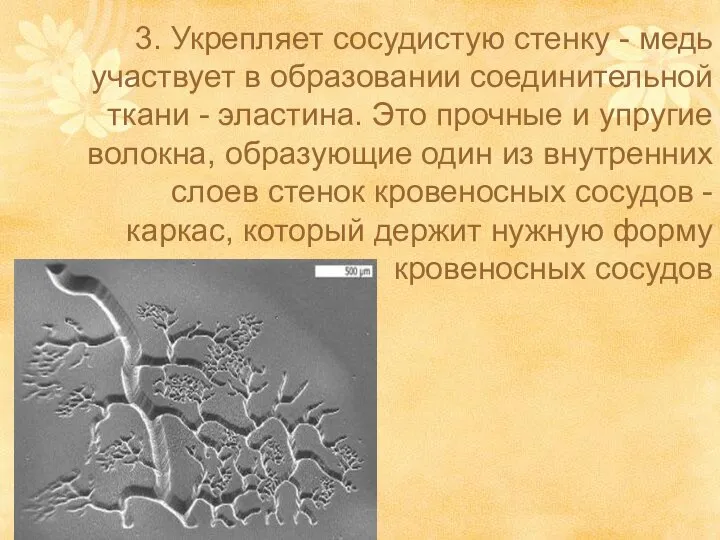 3. Укрепляет сосудистую стенку - медь участвует в образовании соединительной ткани