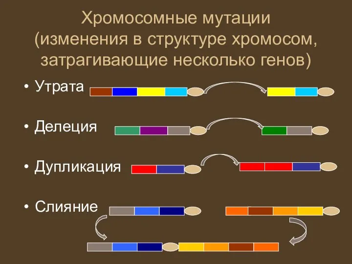 Хромосомные мутации (изменения в структуре хромосом, затрагивающие несколько генов) Утрата Делеция Дупликация Слияние