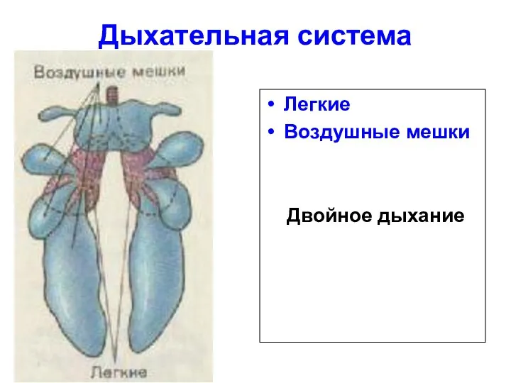 Дыхательная система Легкие Воздушные мешки Двойное дыхание