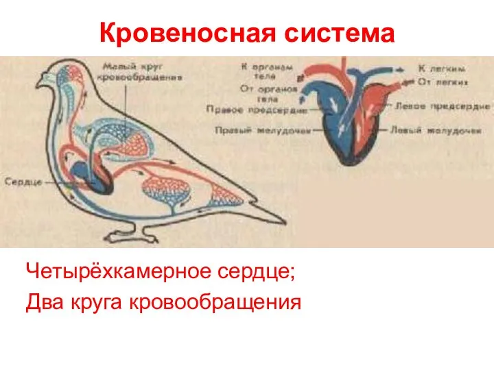 Кровеносная система Четырёхкамерное сердце; Два круга кровообращения