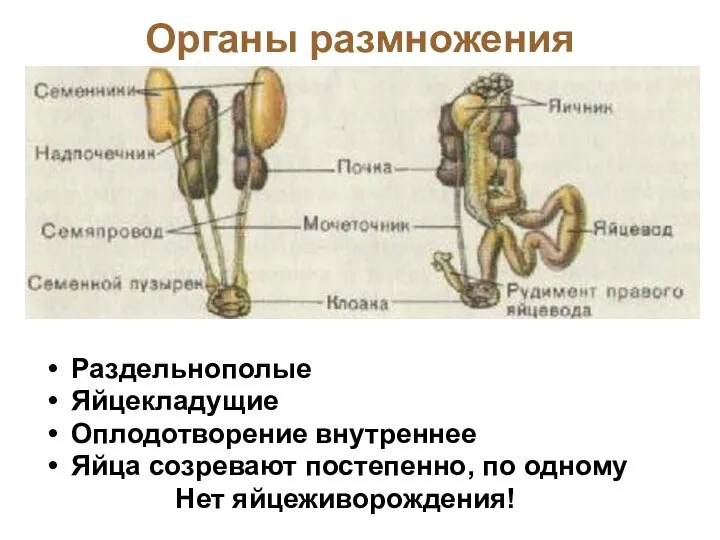 Органы размножения Раздельнополые Яйцекладущие Оплодотворение внутреннее Яйца созревают постепенно, по одному Нет яйцеживорождения!