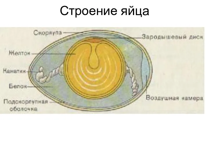 Строение яйца