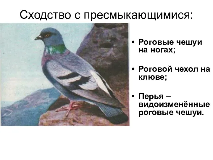 Сходство с пресмыкающимися: Роговые чешуи на ногах; Роговой чехол на клюве; Перья – видоизменённые роговые чешуи.