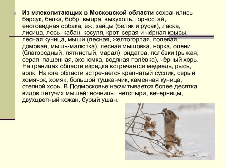 Из млекопитающих в Московской области сохранились барсук, белка, бобр, выдра, выхухоль,